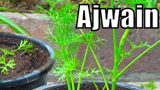 718 how to grow ajwain from seeds  first video on youtube with result Urduhindi [upl. by Nofets]