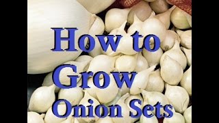 How to Easily Grow Your Own Onion Sets at Home [upl. by Sirraf]