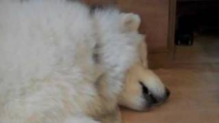 Samoyed Sings in His Sleep [upl. by Otte]