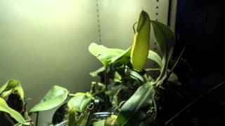 Nepenthes Saguinea Time lapse [upl. by Chak]