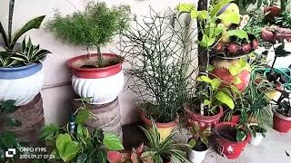 New setup in my garden shadesofvine plants indoorplants [upl. by Ronny]