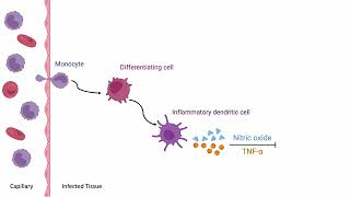 Monocyte Differentiation in Infected Tissue Biology Animation [upl. by Willetta]