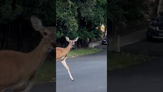 Deer crossing before downhill downhillskateboarding extremesports deer naturebeauty [upl. by Nosac621]