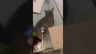 Cat amp Spoon catcatsmycatкошкакошечка [upl. by Hudis210]