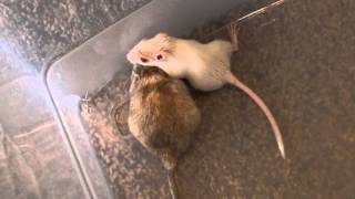 Baby Gerbil Dominates Over Adult Gerbil [upl. by Danais609]