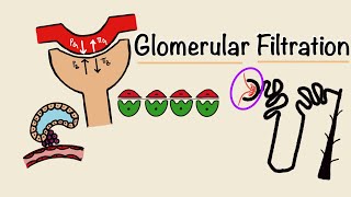 Glomerular Filtration  GFR  Starling Forces  Tubuloglomerular Feedback  Renal Physiology [upl. by Diad]