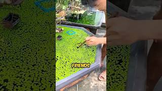 This Boy Transforms A Fish Pond With His Friends shortsvideo [upl. by Williamson]