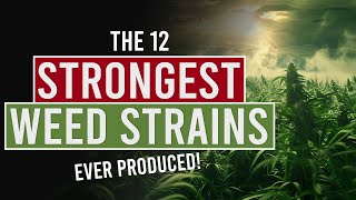 The 12 Strongest Weed Strains Ever Produced [upl. by Llennyl]