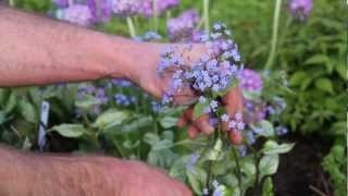 Spring Perennials Series Bleeding Heart and Brunnera [upl. by Bernete998]