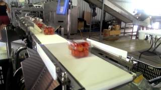 Checkweighing Simplified for punnet tomatoes [upl. by Klecka]