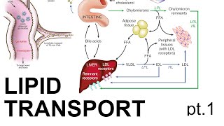 Lipid Transport pt 1 [upl. by Ahsemrac]