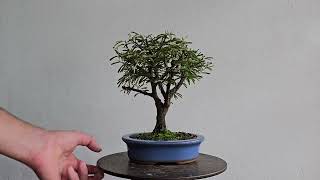 Bonsai Calliandra Branca 4 Anos [upl. by Romona]