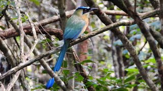 Lessons Motmot in Mexico [upl. by Gherardi]