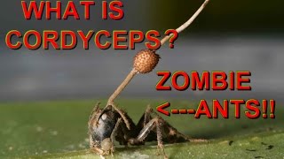 What is Cordyceps [upl. by Rebmak339]