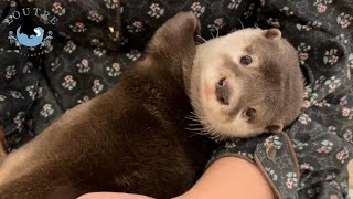 カワウソのぼぶりんをひざ枕したら可愛すぎて胸が痛いいぃぃ！！ When otter Bob sleeped on lap it was sooo cute that I couldnt breat [upl. by Hanoj]