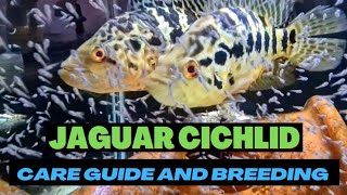 JAGUAR CICHLID  Watch this before you buy one [upl. by Uba100]