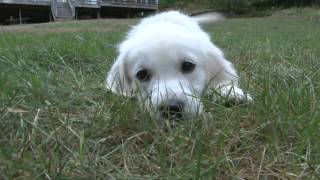 Kaiahs First Week  An English Cream Golden Retriever [upl. by Atiuqad905]