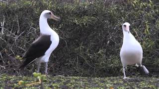 Laysan albatross Kaena Point Oahu Hawaii [upl. by Holly]