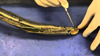 Lamprey Dissection 1 [upl. by Andre774]