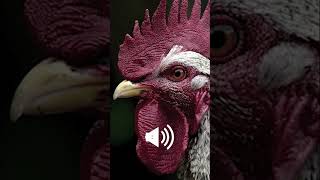 Rooster crowing sounds Effect [upl. by Fara916]