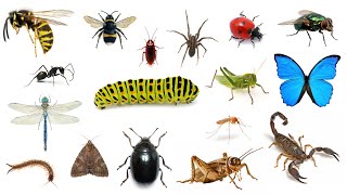 English Vocabulary  BUGS and INSECTS [upl. by Repmek808]