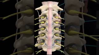 How the Cervical Spine Structures Come Together shorts [upl. by Onidranreb]