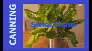 HOMESTEAD CANNING  Swiss Chard [upl. by Delogu]