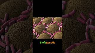 bacteria Shorts biologenetic [upl. by Ramona171]