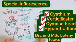 Special inflorescenceCyathiumVerticillasterHypanthodiumCymose headBsc and MSc botany topic [upl. by Corneille]