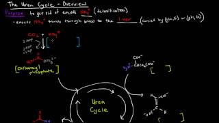 Urea Cycle Part 1 of 5  Overview [upl. by Atnes]