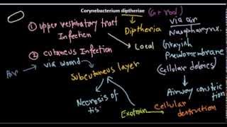 Corynebacterium diptheriae introduction and infection [upl. by Adnana]