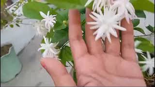 My terrace garden tour by sasu mom  kitchengarden cooking Mogra plant ☘️ mogre ka flowers 🌷 [upl. by Nageek867]