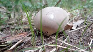 Lycoperdon molle [upl. by Ellennaj]