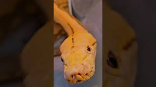 Reticulated python exploring [upl. by Judye174]