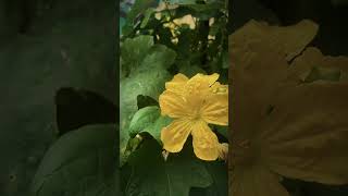 flower love friends travel nature unfrezzmyaccount atitude love flowers ফুল [upl. by Hubey]