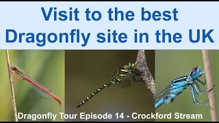 Dragonfly Tour Episode 14  UKs best dragonfly site Crockford Stream for Southern Damselfly [upl. by Raynor324]