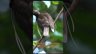 A StrangeLooking Bird of Indonesia I Remote Expeditions [upl. by Esya]