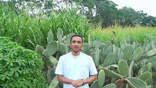 Forage Crops Demo Dr Mohan Kumar  ಮೇವು ಬೆಳೆ ಪ್ರಾತ್ಯಕ್ಷಿಕೆ  ಡಾಮೋಹನ್ ಕುಮಾರ್ [upl. by Hope126]