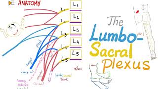 Musculocutaneous nerve Anatomy USMLE Step 1 Origin Course innervation and Clinical relations [upl. by Karin]