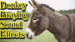 Donkey Braying Sound Effects [upl. by Gautier]