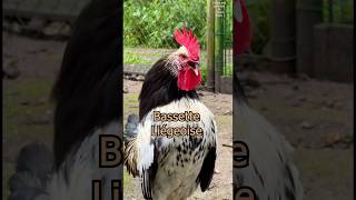 The rare Bassette Liégeoise chicken from Belgium  BassettenHühner sind Zwerghühner 🐓chickens [upl. by Einoj]