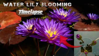 Water lily blooming 😱🌷 ultra violet timelapse waterlily nature [upl. by Ennovart]