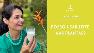 DICAS PRÁTICAS DA ANA Leite nas plantas funciona Mito ou verdade [upl. by Lilian612]