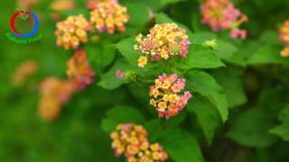 Amazing Native Plants  Lantana camara atta kodalu aakuVijay Kumar [upl. by Nivar458]