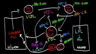 Metabolismo de las Lipoproteinas [upl. by Scott]