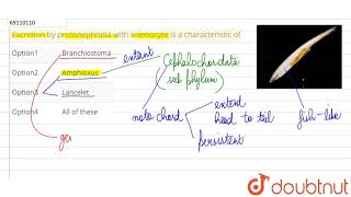 Excretion by protonephridia with solenocyte is a characteristic of [upl. by Artened]