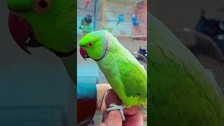 Roseringed parakeet [upl. by Yendirb]