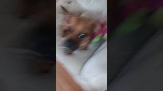 My first video sub to dutchess an me [upl. by Aizek]