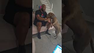 Big Shyy and Puppy Chi playtime dogdad dogmom pitbull fypシ゚viral pitbullfamily [upl. by Oiragelo286]