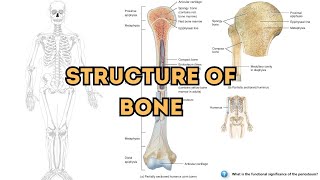 Exploring the Anatomy and Structural Components of Bones [upl. by Waylin]